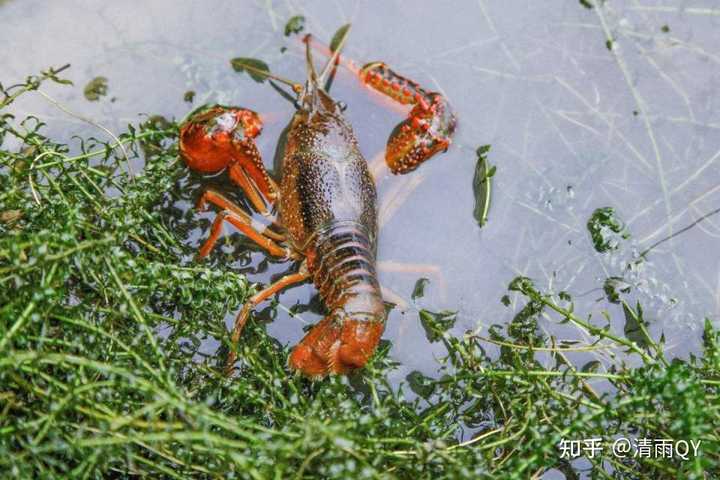 虾养殖致富_致富经淡水虾养殖视频_致富经养殖虾