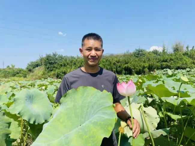 “莲虾共生” 效益倍增