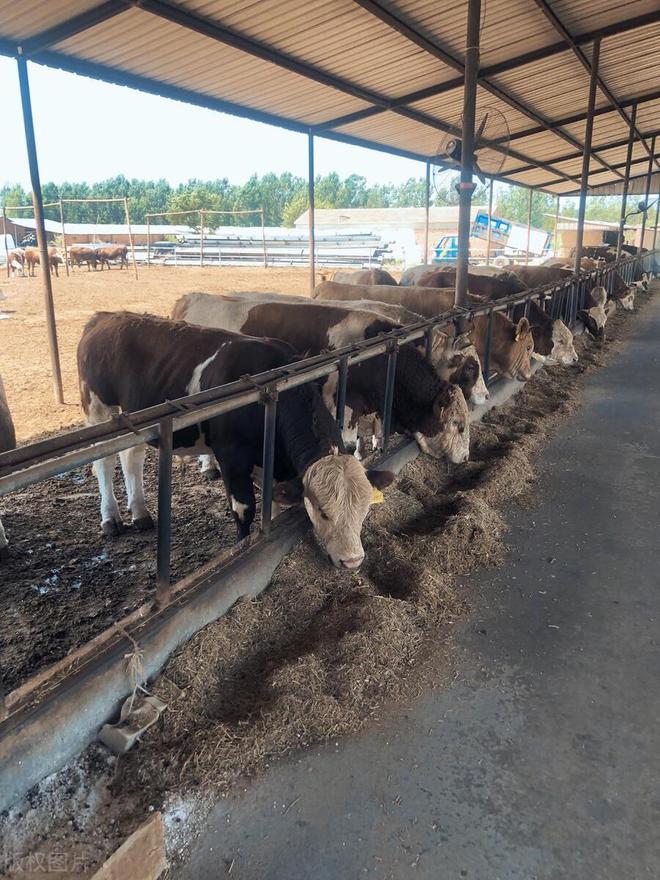 济宁肉牛养殖场_济宁养殖牛基地_济宁肉牛养殖技术指导