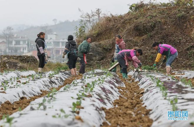 致富经种黄瓜_黄瓜种植效益_黄瓜种植高产技术