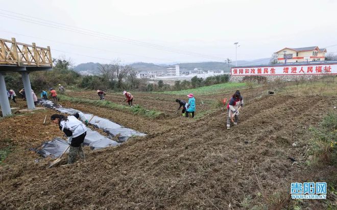 致富经种黄瓜_黄瓜种植效益_黄瓜种植高产技术