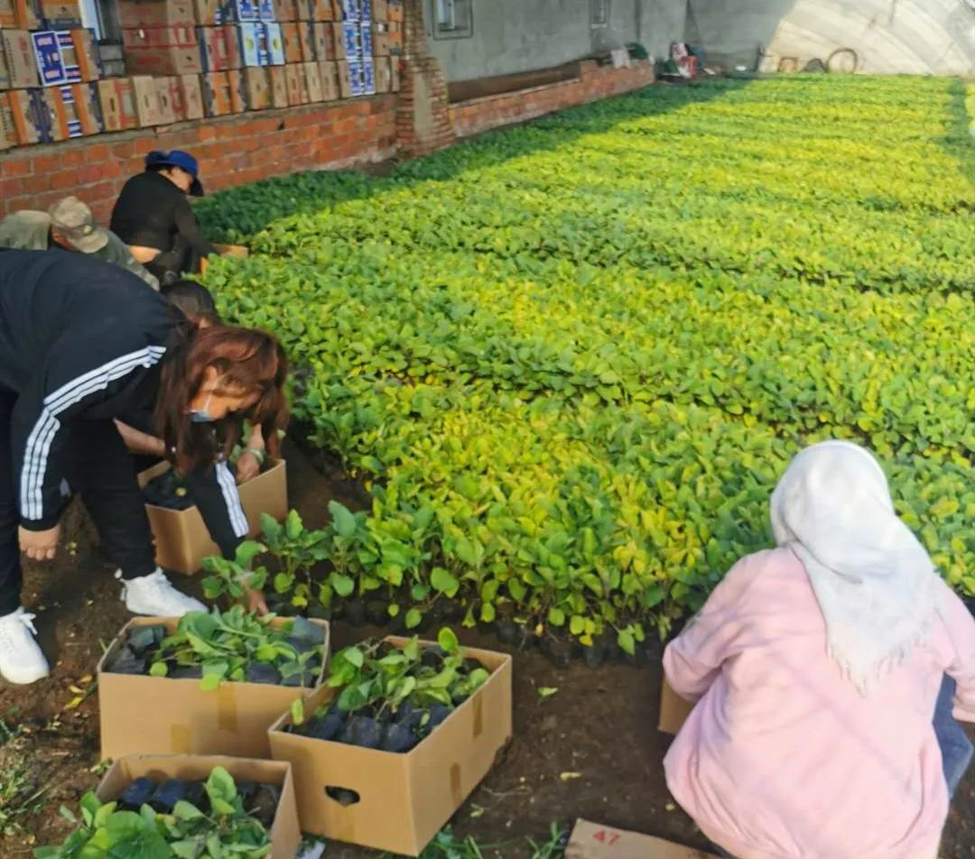 农民致富种植项目_如何激发农民种植致富_农民种地致富