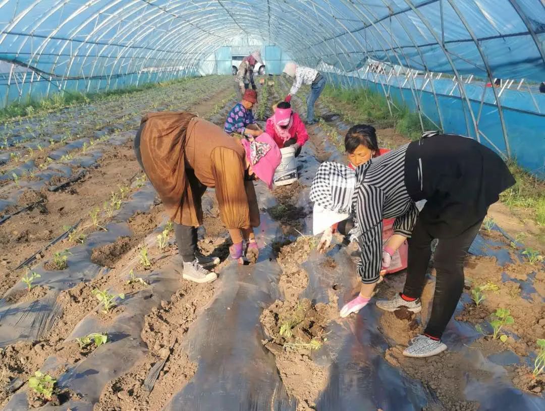 农民种地致富_如何激发农民种植致富_农民致富种植项目