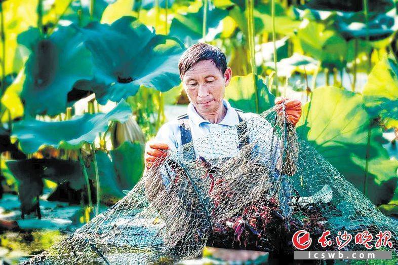 养殖荷花虾致富_荷花致富虾养殖条件_荷花致富虾养殖视频