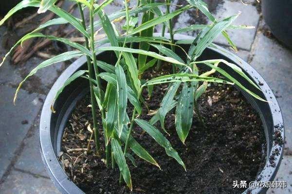 三农视频生姜种植技术_生姜种植视频播放_每日农经生姜种植视频