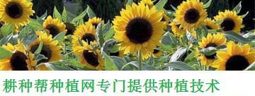 沙糖桔盆栽种植方法和注意事项（沙糖桔怎么种植方法）