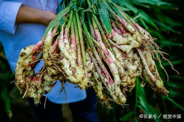 生姜种植，选对栽培模式，做好种植管理，种出优质生姜