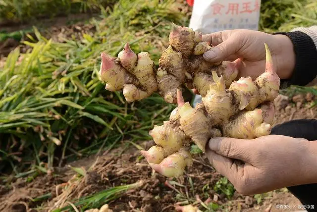 种姜能致富吗_种植生姜能致富_致富生姜能种植吗