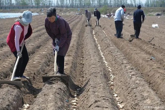 致富生姜能种植吗_种植生姜能致富_种姜能致富吗