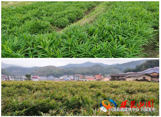 致富种植农民图片_农民致富种植项目_农民致富的种植