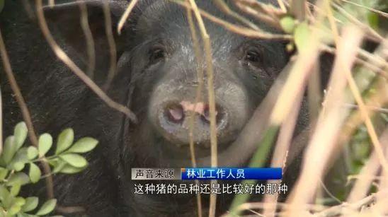 野猪养殖福建放养技术规程_福建放养野猪养殖技术_福建野猪养殖基地