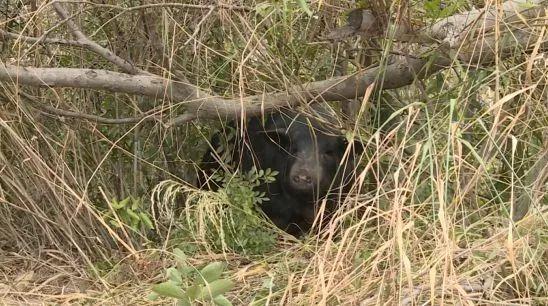 野猪养殖福建放养技术规程_福建放养野猪养殖技术_福建野猪养殖基地