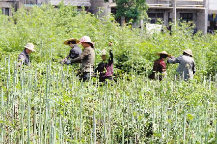 致富经树莓种植视频_种植树莓的前景_致富经 树莓种植