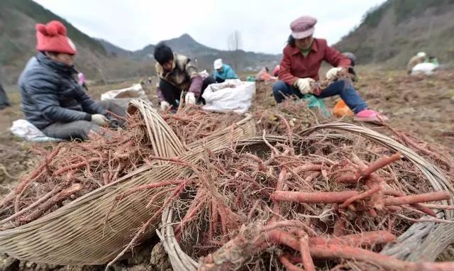 致富养鸡农村视频大全_农村致富经养鸡_致富项目养鸡