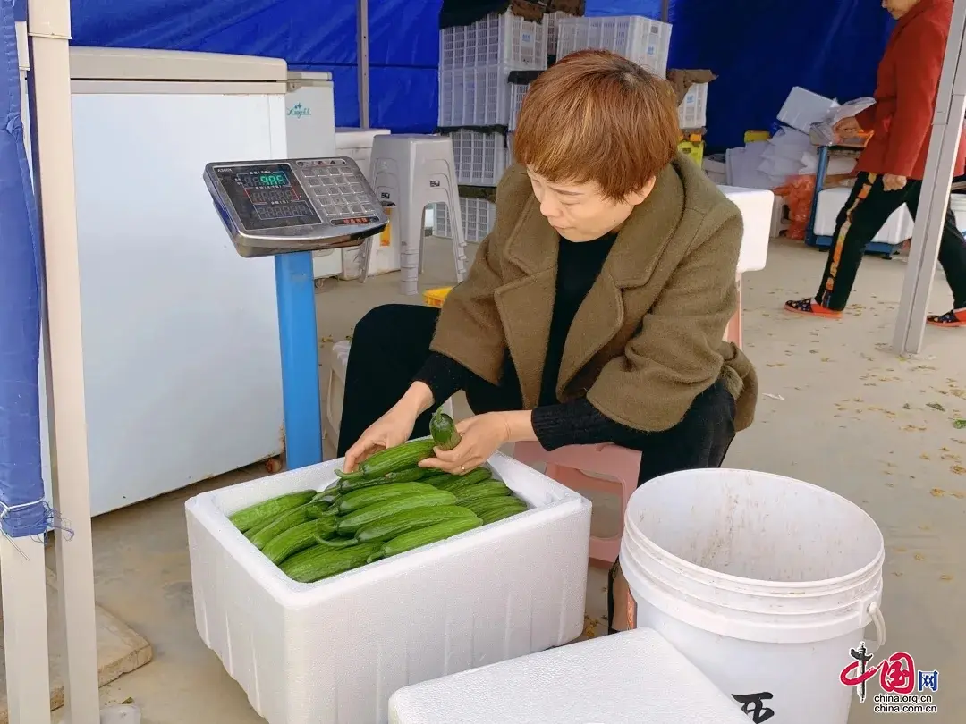 种植黄瓜赚钱吗_种植有机黄瓜致富_黄瓜播种机