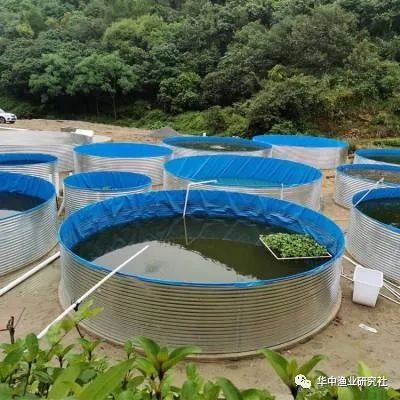 水泥养殖池建设方案_水泥池养殖技术_水泥池养殖视频