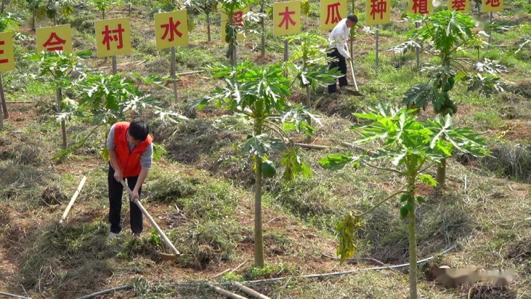 做红薯加工厂需要投资好多钱_红薯加工赚钱吗_红薯加工的致富经视频