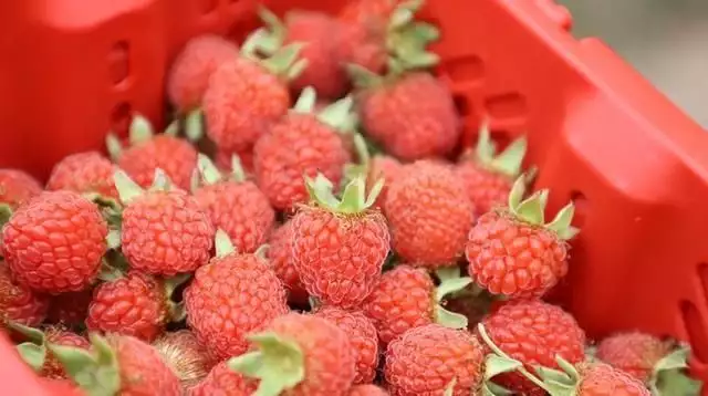 致富种植树莓图片大全_致富经 树莓种植_致富种植树莓视频