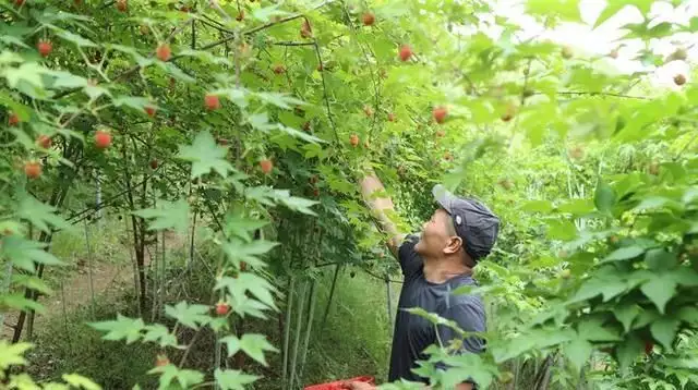 致富经 树莓种植_致富种植树莓视频_致富种植树莓图片大全