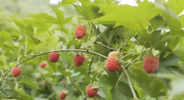 致富种植树莓视频_致富种植树莓图片大全_致富经 树莓种植