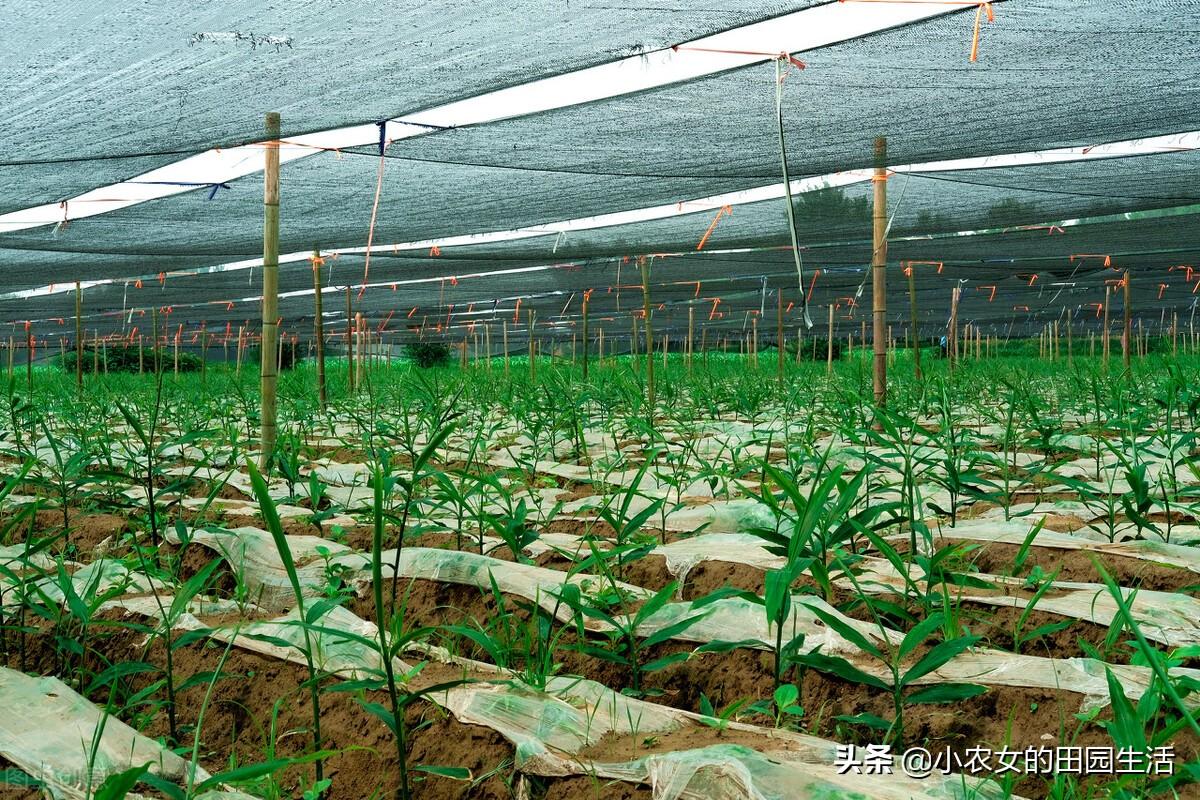 三农视频生姜种植技术_生姜种植视频农广天地_本地生姜种植技术视频