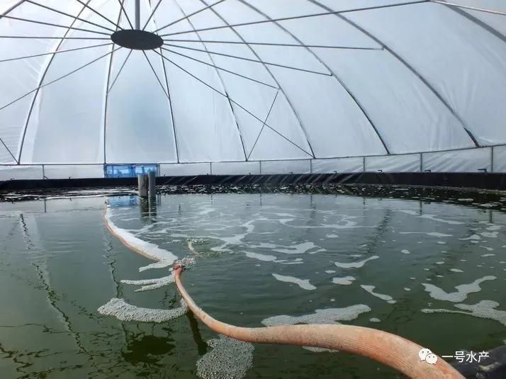 水泥养殖池技术要点_水泥池养殖技术_水泥养殖池建设方案