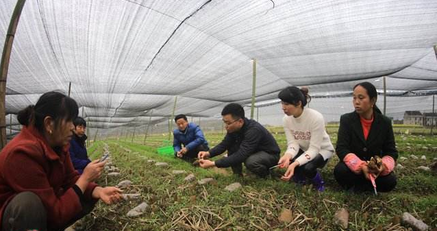 基质袋种植技术视频_灵芝种植基质_种植莲藕技术视频