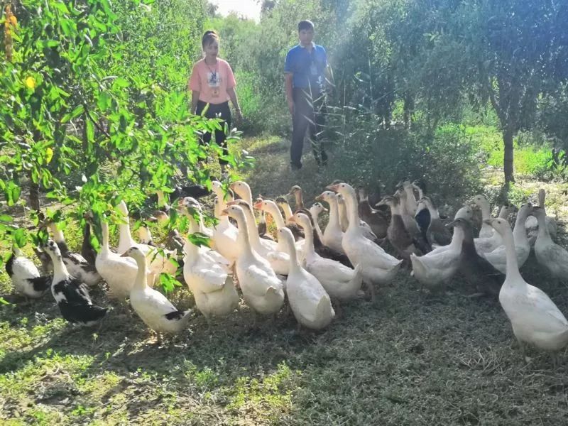 家禽养殖致富项目_致富养殖家禽项目名称_致富养殖家禽项目介绍