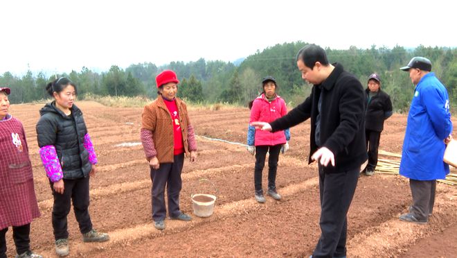 湖北荆州种植什么_湖北致富经_荆州订单种植致富