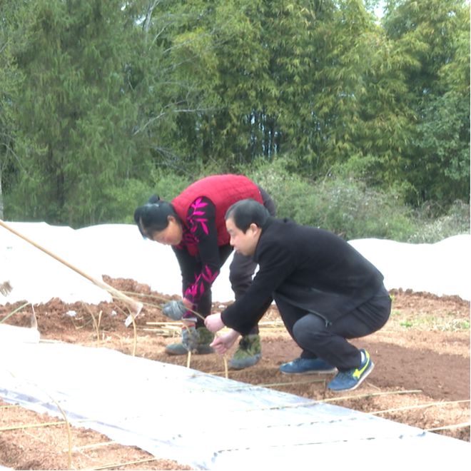 湖北荆州种植什么_荆州订单种植致富_湖北致富经