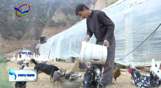 致富养殖家禽项目介绍_致富养殖家禽项目有哪些_家禽养殖致富项目