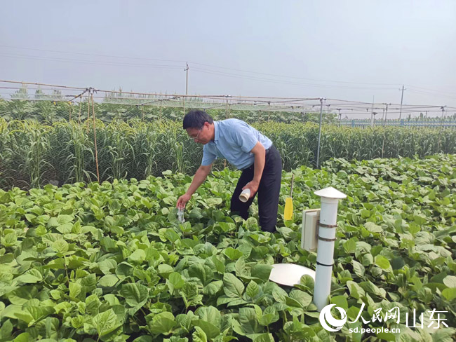 藜麦的种植与栽培技术_试种植藜麦探索致富新路子_藜麦新品种