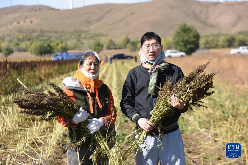 中国适合藜麦种植地方_试种植藜麦探索致富新路子_种植藜麦