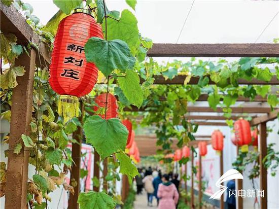 葡萄种植村民致富_致富村民种植葡萄图片_致富经种葡萄