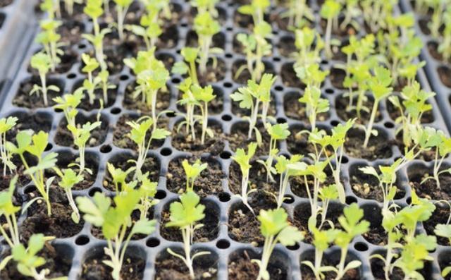 芹菜种植步骤简单，关键的问题，在于种植的细节