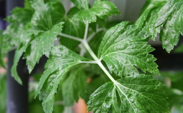 芹菜种植步骤简单，关键的问题，在于种植的细节