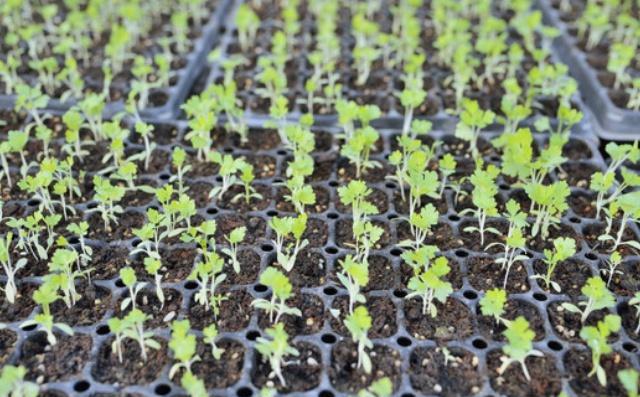 芹菜种植步骤简单，关键的问题，在于种植的细节