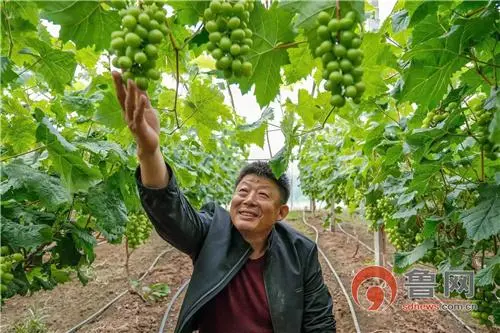 葡萄种植村民致富_致富村民种植葡萄的意义_种植葡萄带动村民就业