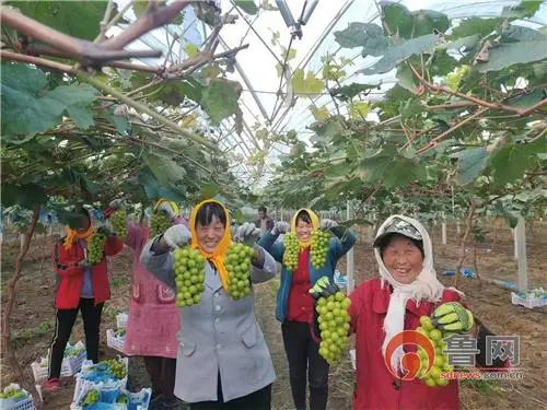 葡萄种植村民致富_致富村民种植葡萄的意义_种植葡萄带动村民就业