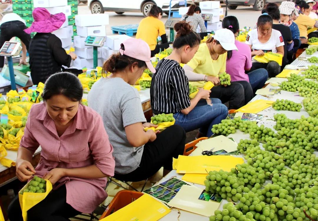 致富经种葡萄_致富村民种植葡萄图片_葡萄种植村民致富