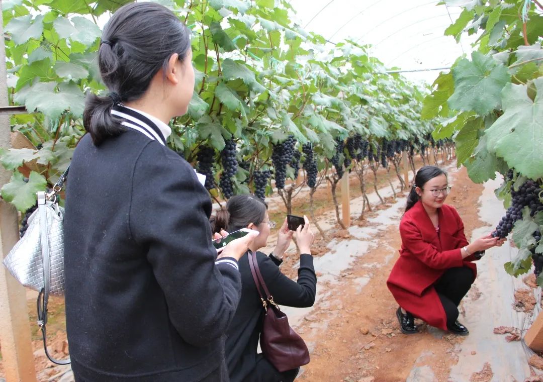 致富经种葡萄_致富村民种植葡萄图片_葡萄种植村民致富