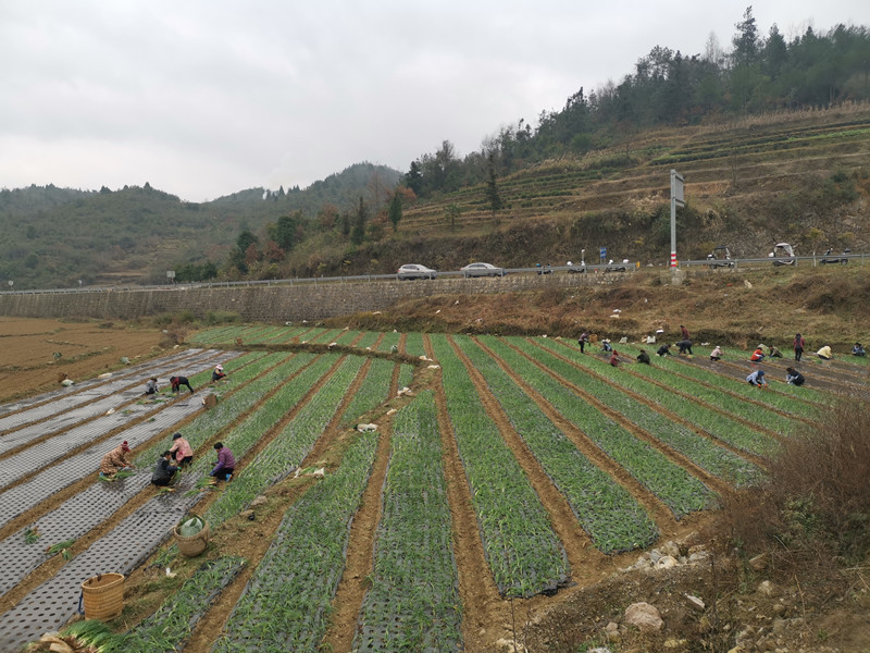 致富经种植业_湖北荆州种植什么_荆州订单种植致富