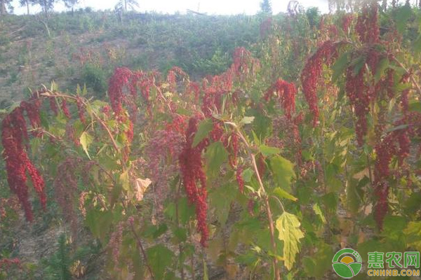 中国适合藜麦种植地方_藜麦怎么种植_试种植藜麦探索致富新路子