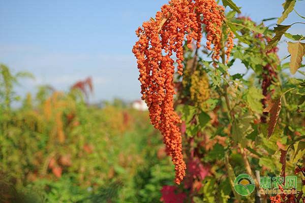 中国适合藜麦种植地方_藜麦怎么种植_试种植藜麦探索致富新路子