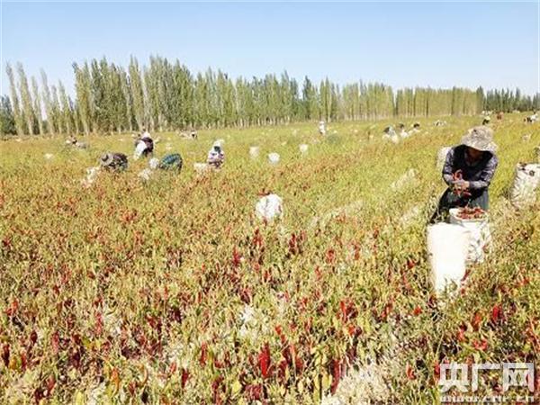 全国最大的辣椒、番茄红色素加工线让焉耆盆地红色辣椒走向世界 引领农民增收致富