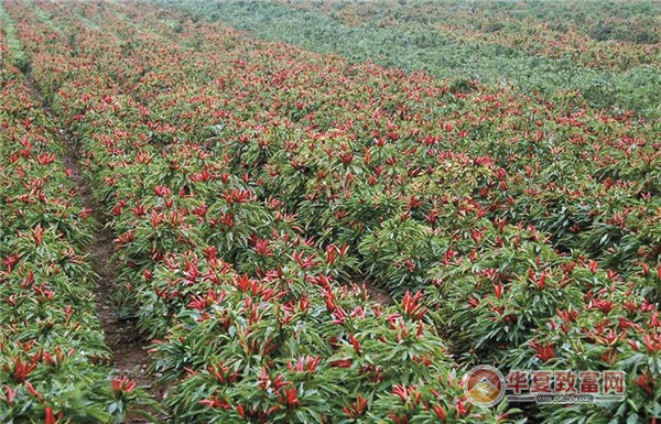 辣椒种植致富项目_致富经辣椒种植视频_致富辣椒种植项目简介