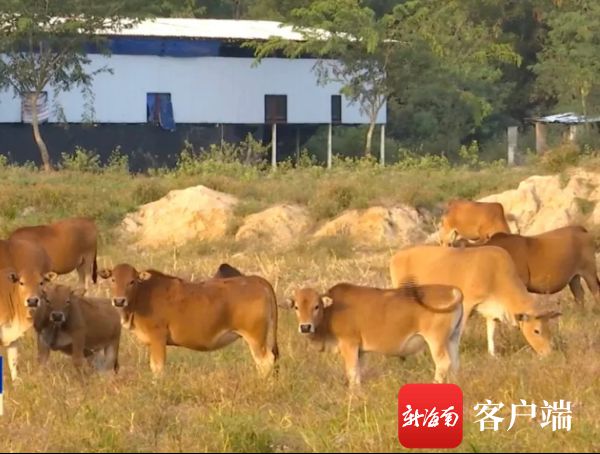 走向我们的小康生活 文昌大学生回乡创业从事生态养殖 带领贫困群众增收致富