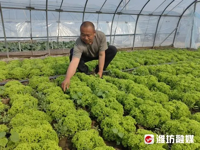 水上种植生菜视频_水上种植生菜致富_水里种生菜