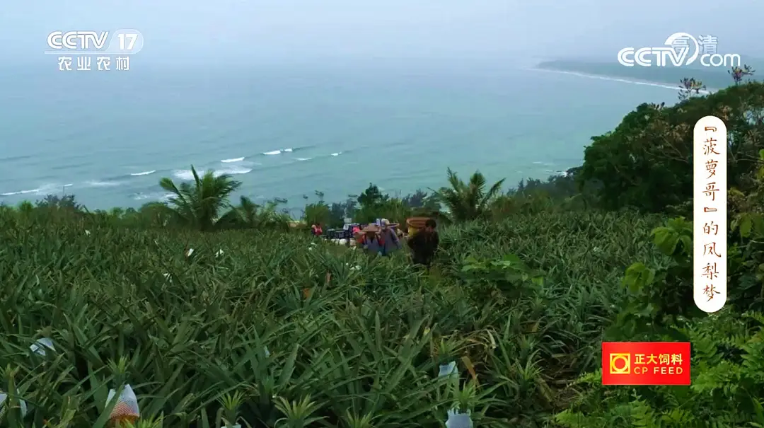 海南养殖_海南致富种植养殖_海南养殖业什么最赚钱农村