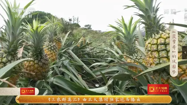 海南致富种植养殖_海南养殖_海南养殖业什么最赚钱农村